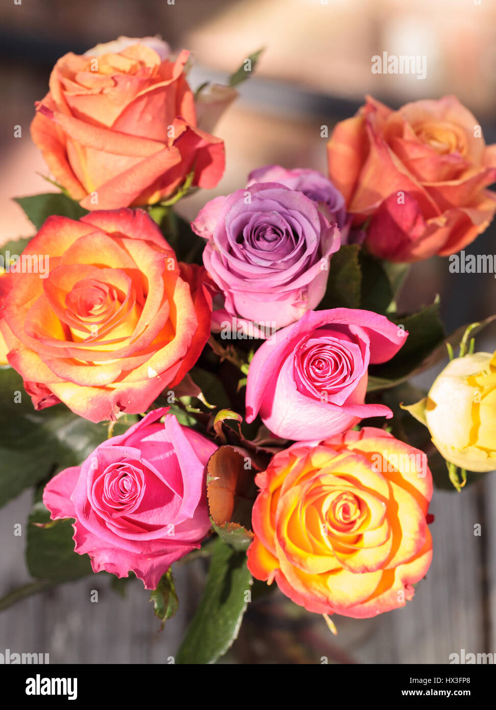 Pink Orange Amd Red Rosed Roses in a rainbow of colors including pink, orange, red and yellow in ...