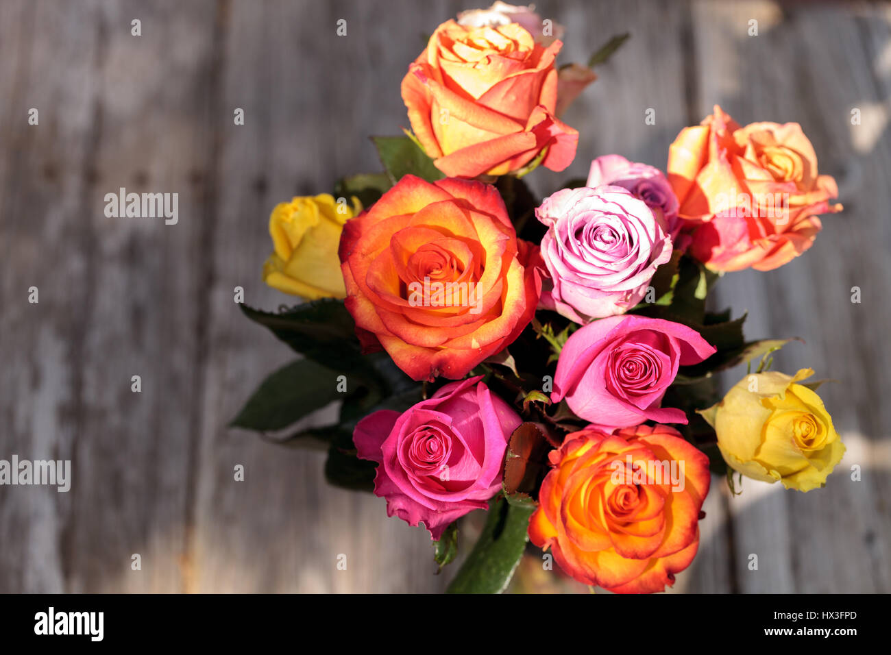 Pink Orange Amd Red Rosed Roses in a rainbow of colors including pink, orange, red and yellow in ...