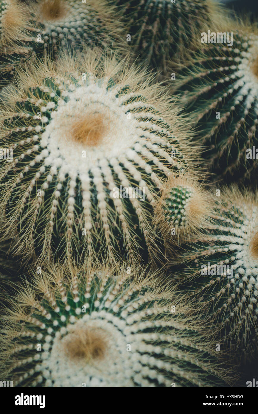 Some of various plant life to be found at the Botanical Gardens, Berlin, Germany. Stock Photo