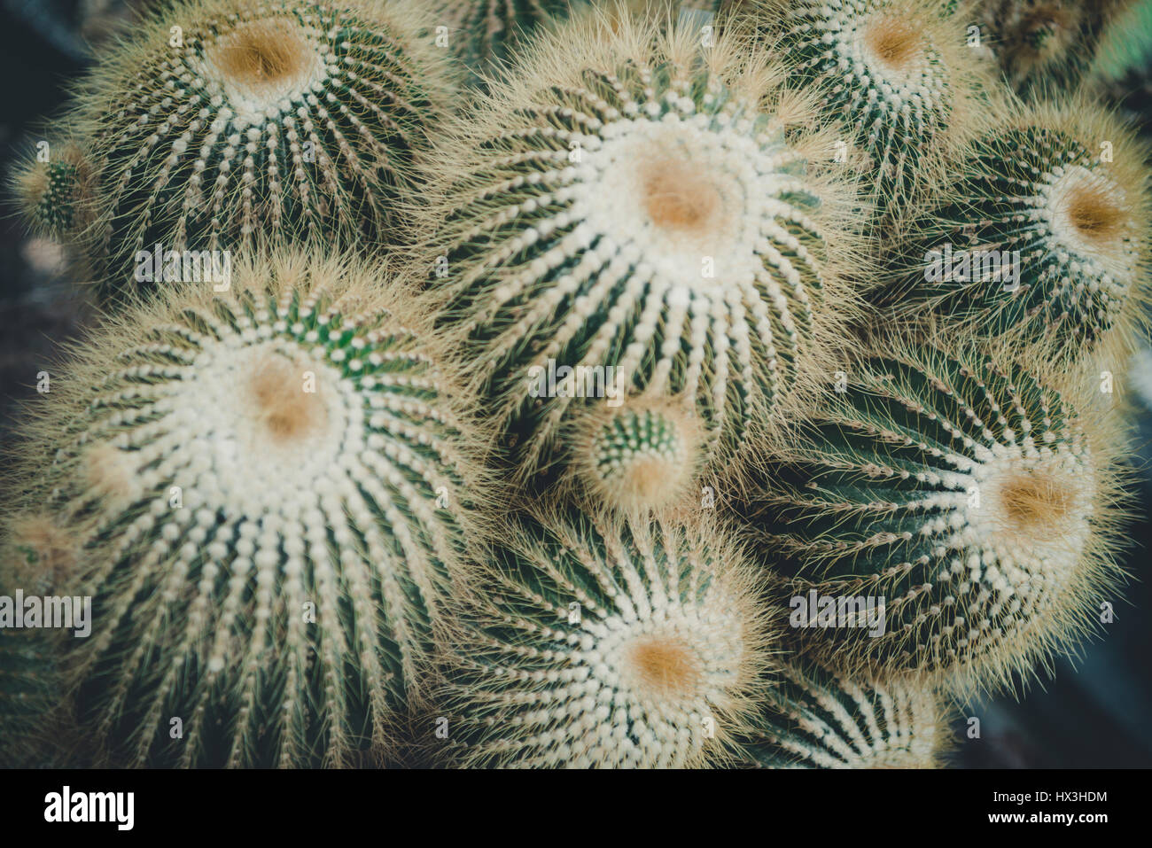 Some of various plant life to be found at the Botanical Gardens, Berlin, Germany. Stock Photo