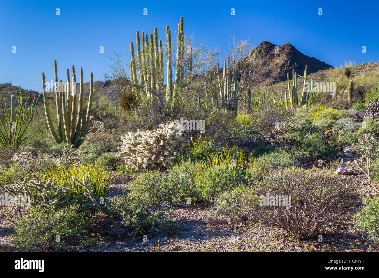 Desert vegetation of cactus in the Organ Pipe Cactus National Monument,  Arizona, USA Stock Photo - Alamy