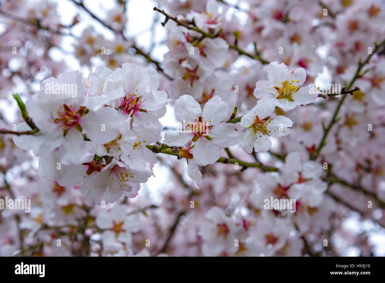 Flower almond tree algarve portugal hi-res stock photography and images ...