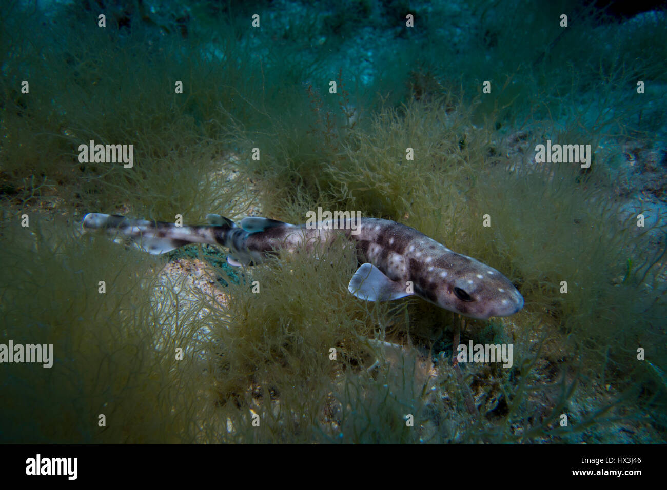 Smaller-spotted catshark, Scyliorhinus canicula, from the Mediterranean Sea. This picture was taken in Malta. Stock Photo