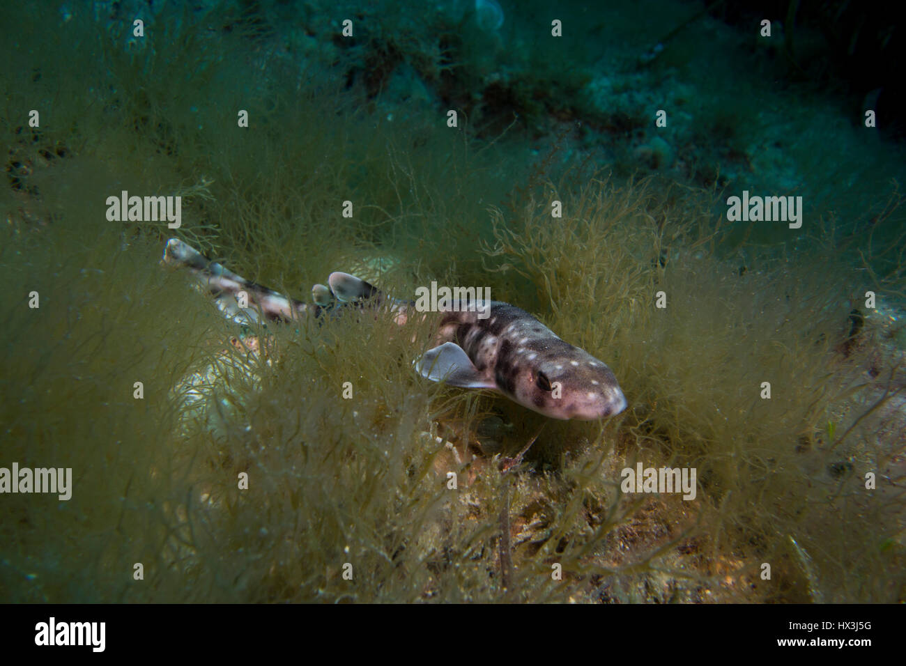 Smaller-spotted catshark, Scyliorhinus canicula, from the Mediterranean Sea. This picture was taken in Malta. Stock Photo