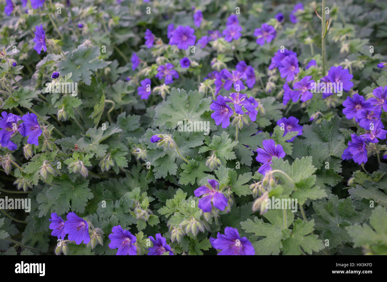 Lilac glower petals Stock Photo
