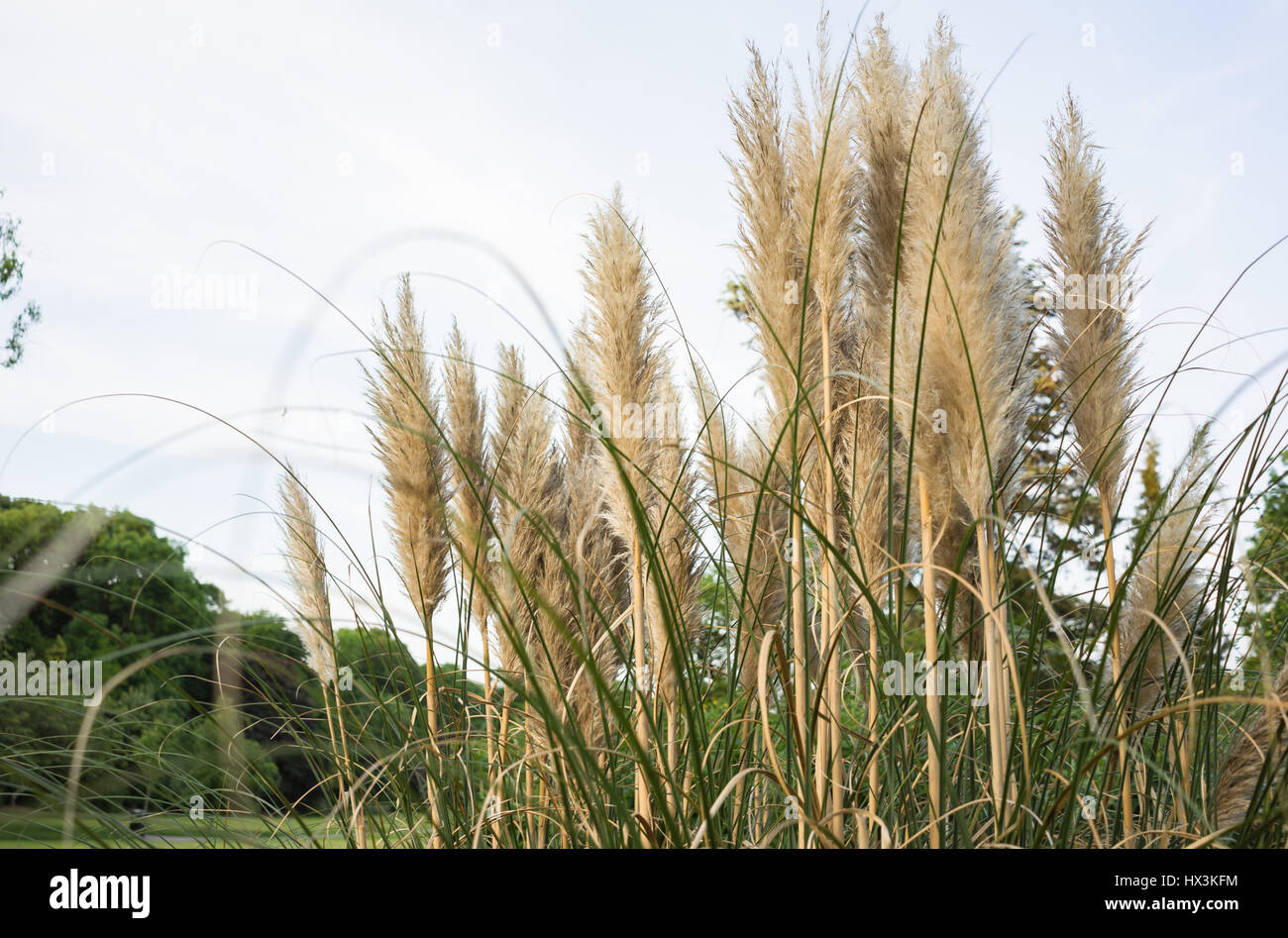 Oriental grass in a park Stock Photo