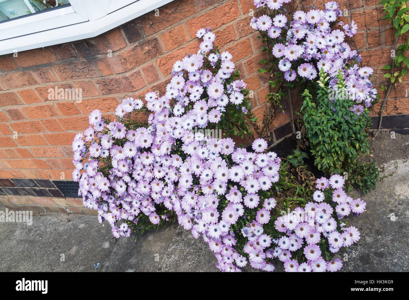 Lilac flowers on a bush in front of an house in England Stock Photo