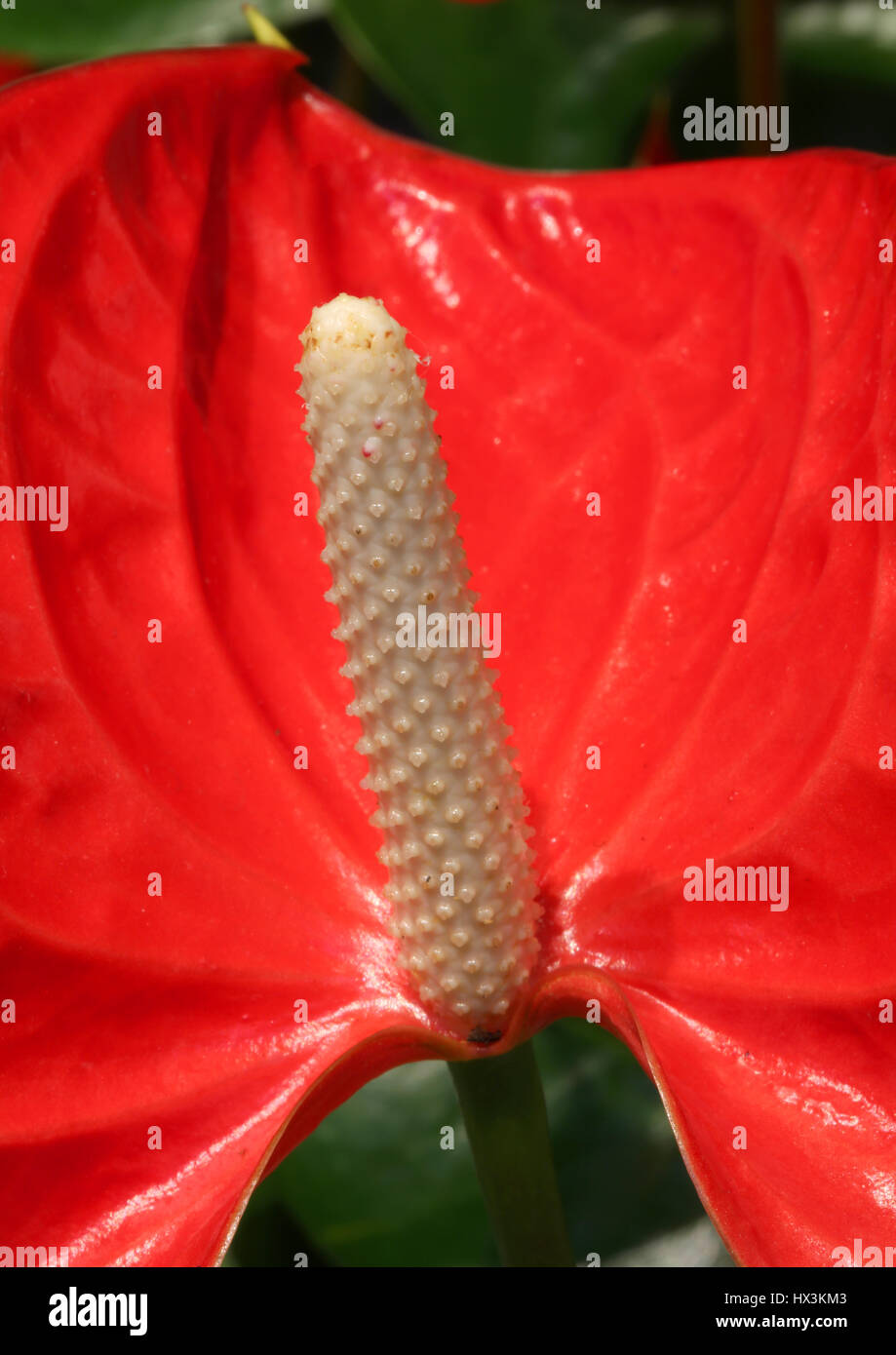 Macro red flower with very long spadix Stock Photo