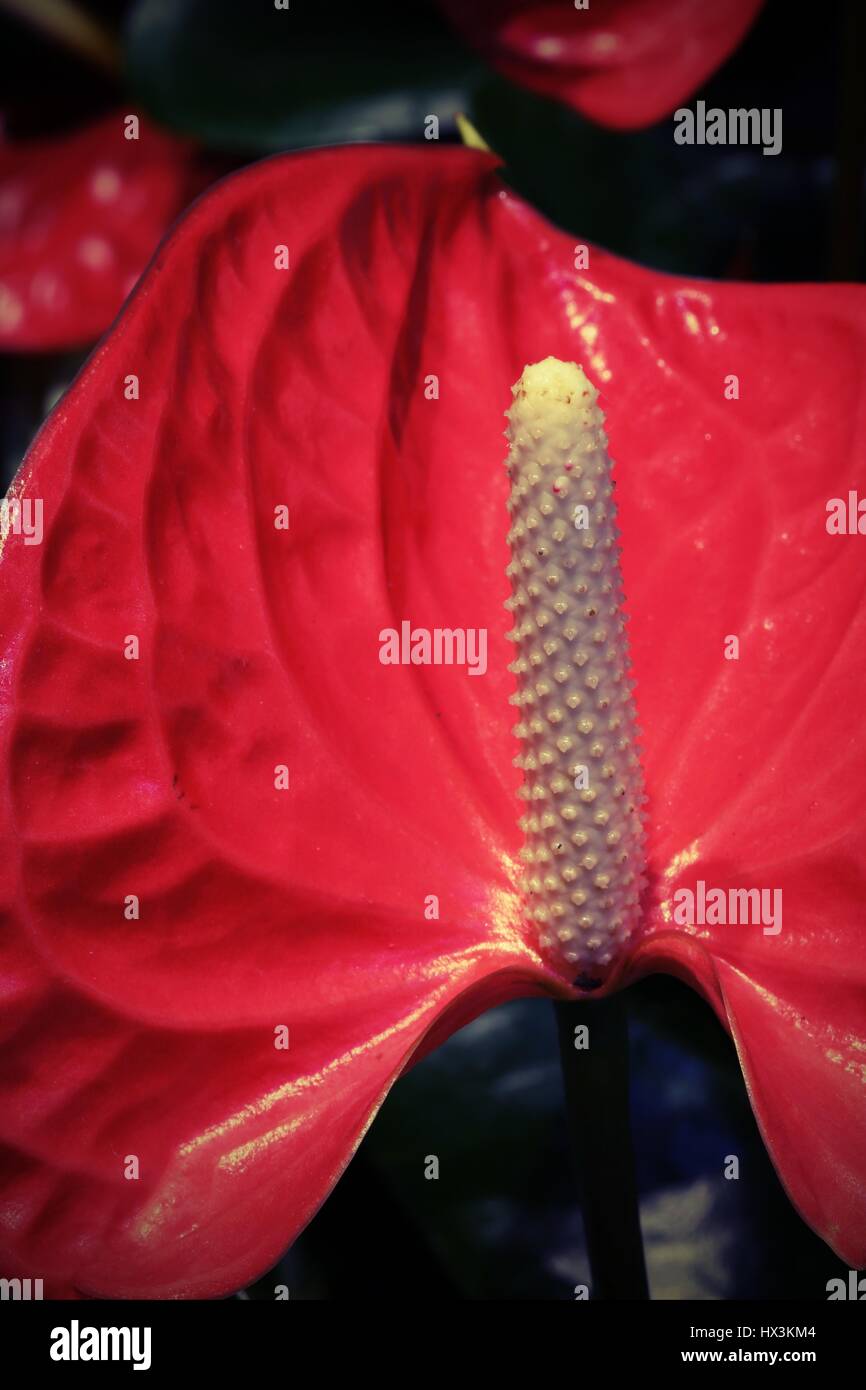 Deatil of  big red flower with very long spadix Stock Photo