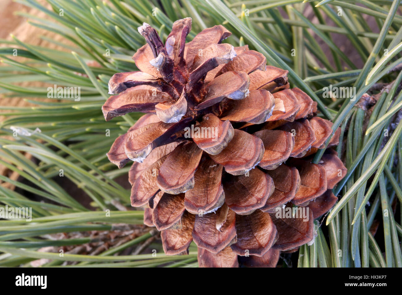 macro photograph of a dry pine cone with green pine needles Stock Photo