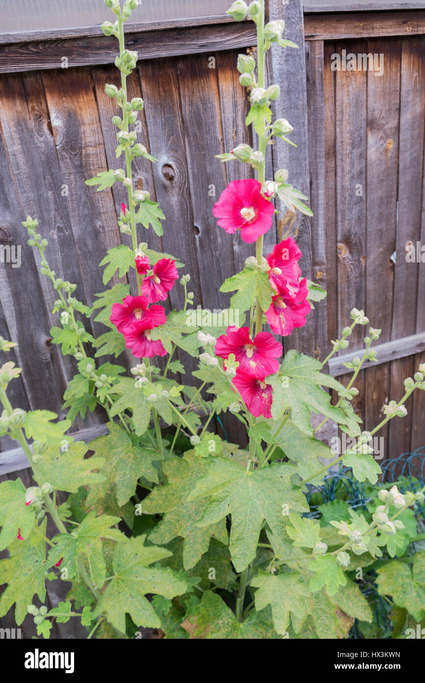 Garden fence with hollyhocks hi-res stock photography and images - Alamy