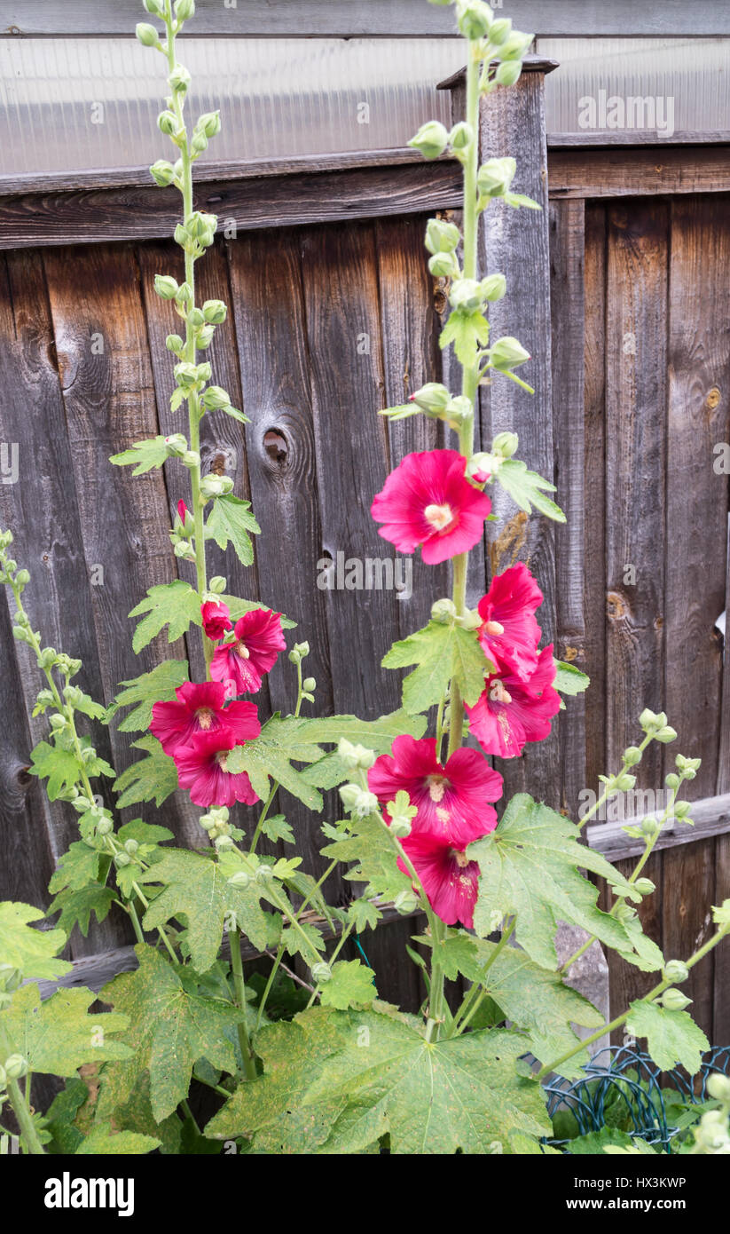 Garden fence with hollyhocks hi-res stock photography and images - Alamy
