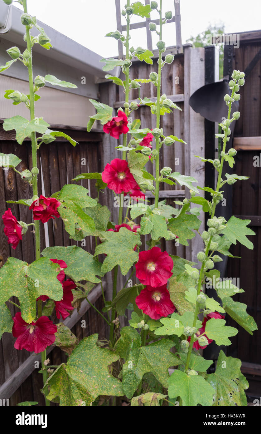 Garden fence with hollyhocks hi-res stock photography and images - Alamy