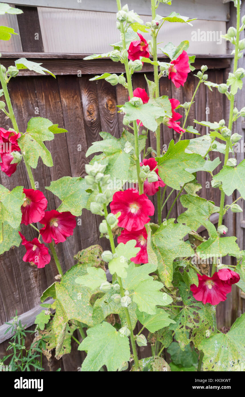 Garden fence with hollyhocks hi-res stock photography and images - Alamy