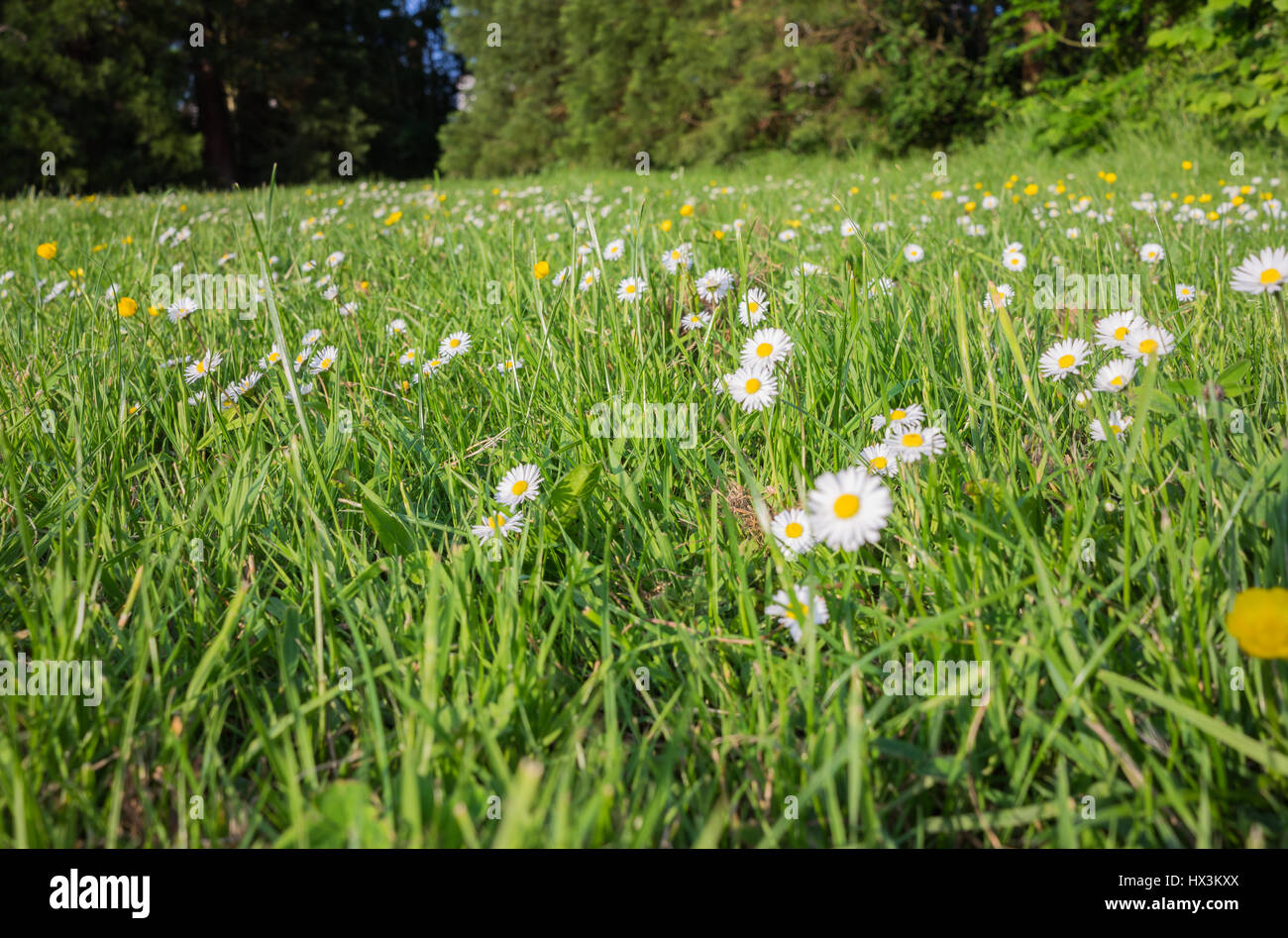 Small white flower heads in the countryside Stock Photo Alamy