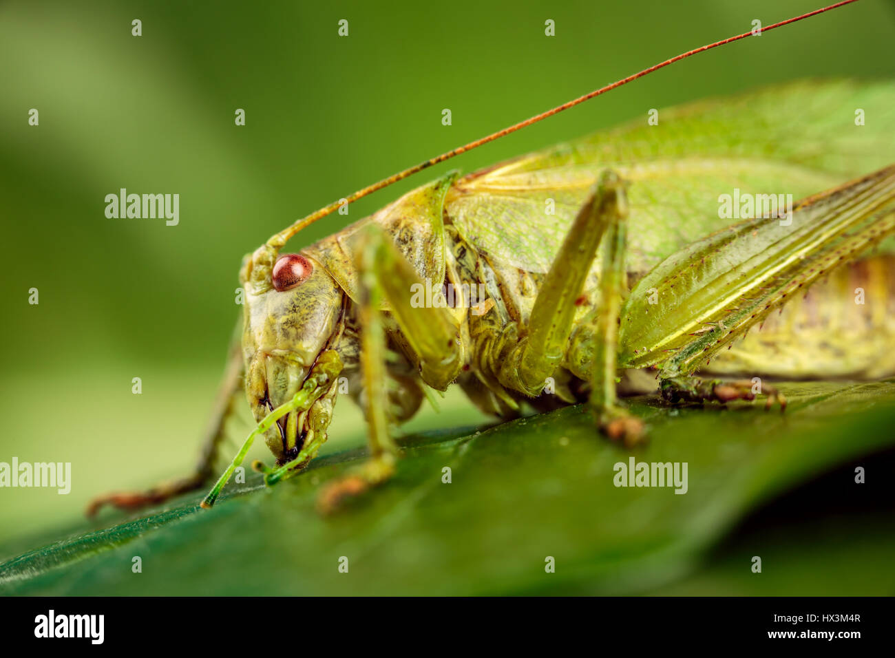Grasshopper on a green background Macro Shot Stock Photo