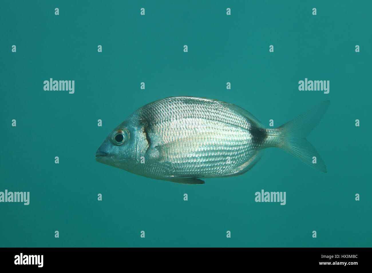 Common Two banded Seabream Diplodus Vulgaris Underwater In The 