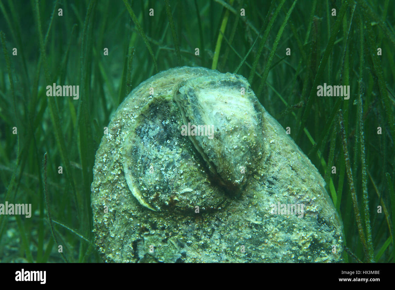 Flat oyster under water hires stock photography and images Alamy