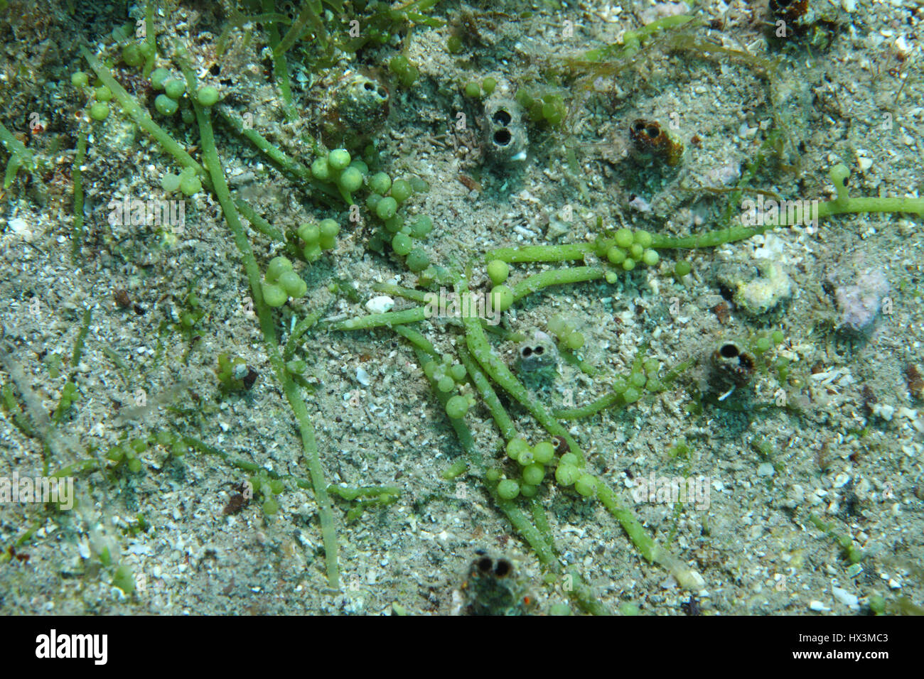 Sea grapes algae (Caulerpa racemosa) underwater in the Mediterranean Sea Stock Photo