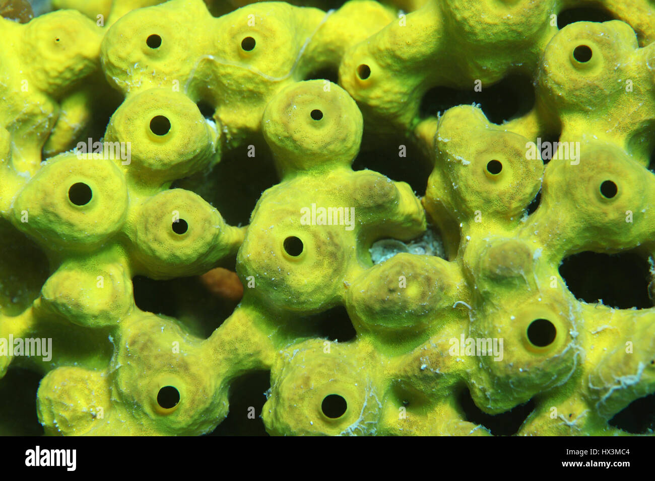 Sea sponge (Aplysina aerophoba) underwater in the Mediterranean Sea