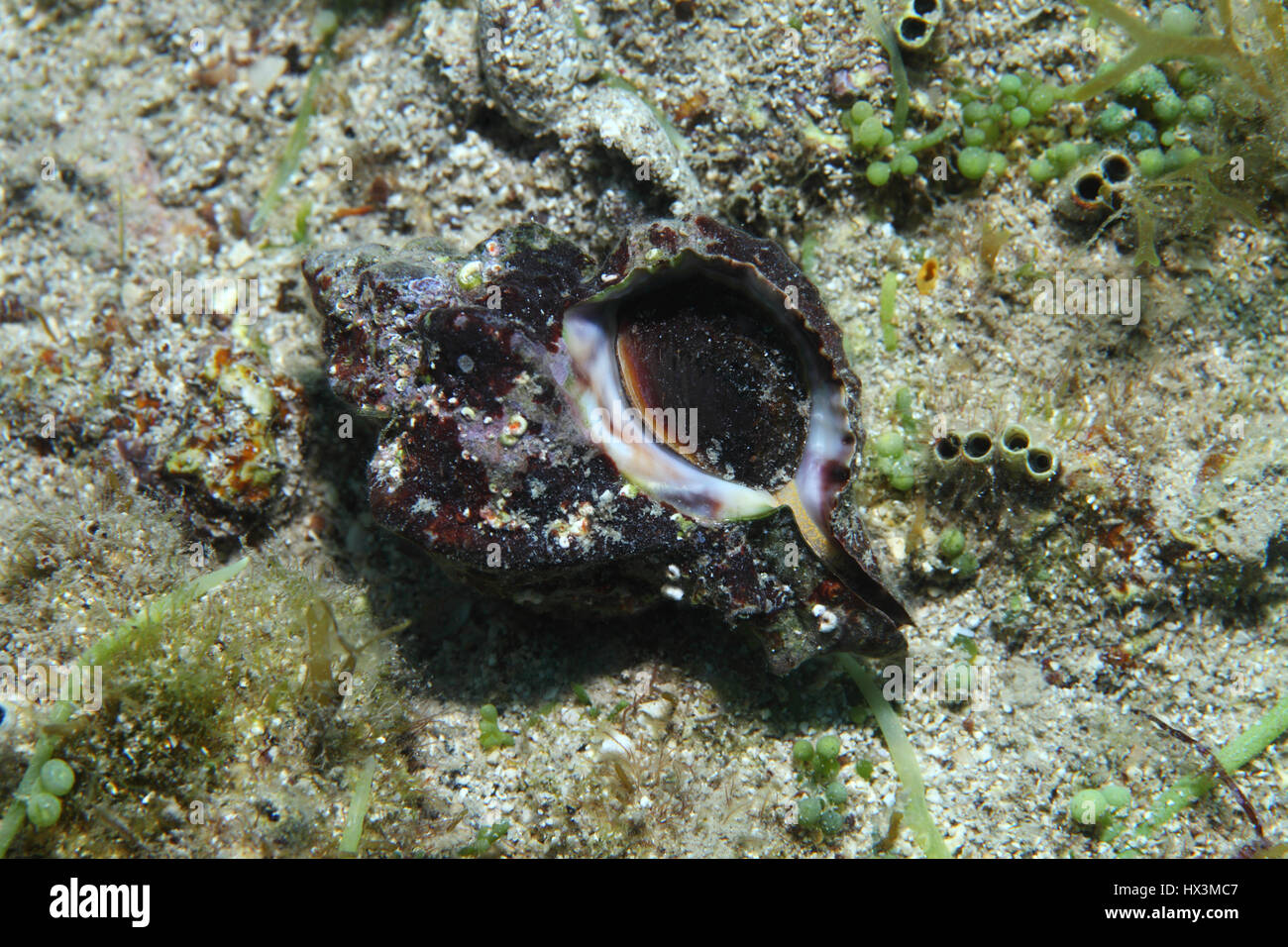 Sea snail (Hexaplex trunculus) underwater on the sea floor of the