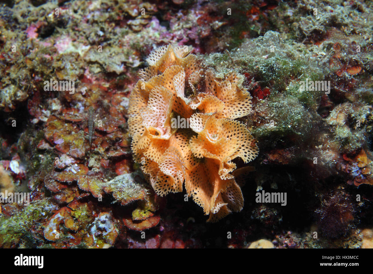 Moss animal (Reteporella grimaldii) underwater in the Mediterranean Sea Stock Photo