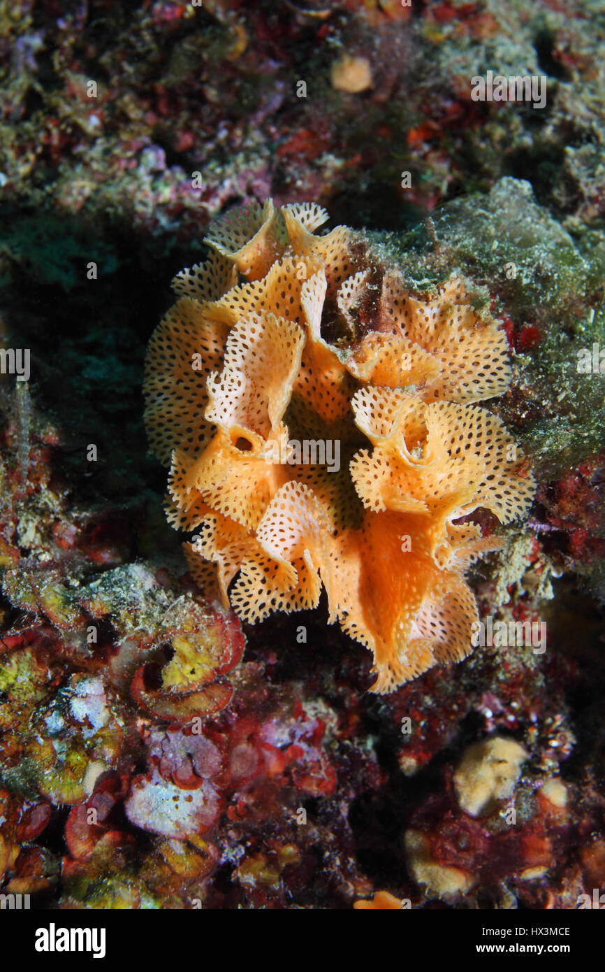 Moss animal (Reteporella grimaldii) underwater in the Mediterranean Sea Stock Photo