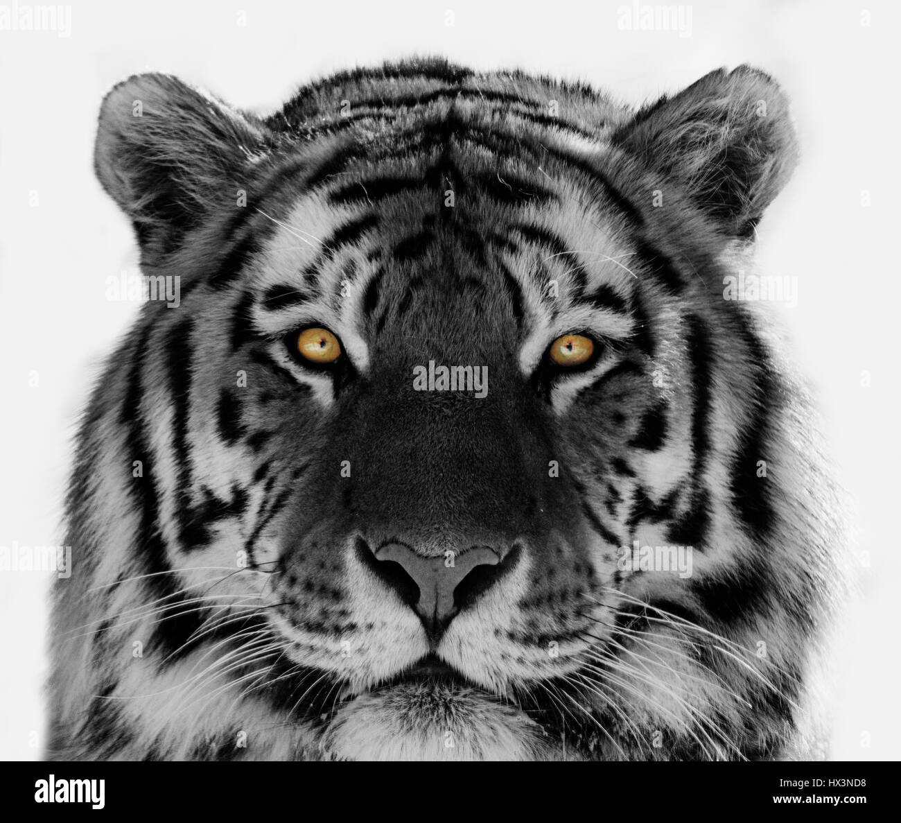 Siberian tiger (Panthera tigris altaica) portrait in winter Stock Photo