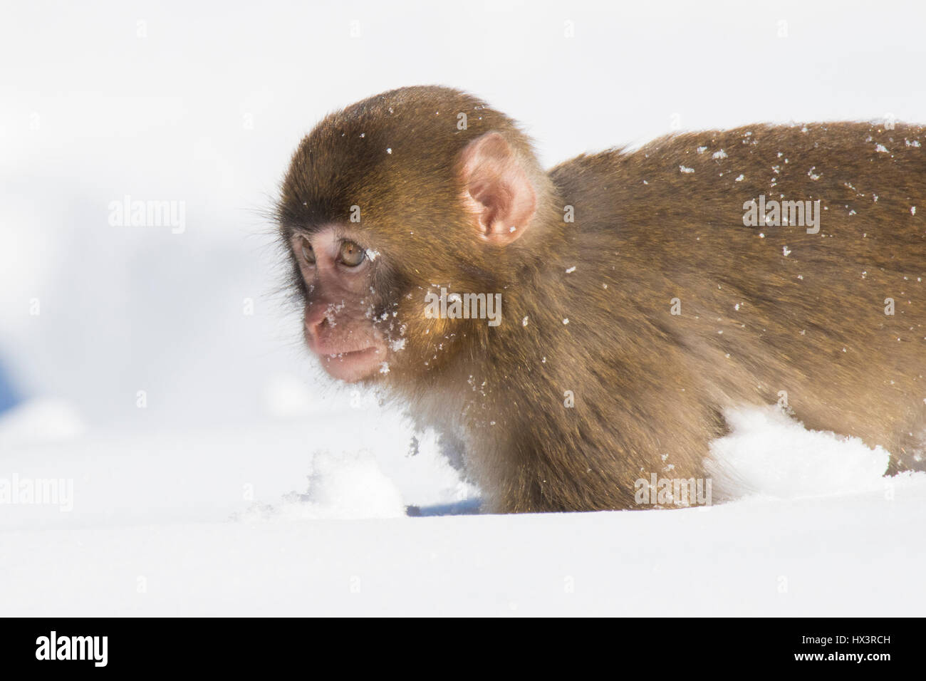 Monkey washing hair snow monkey hi-res stock photography and images - Alamy