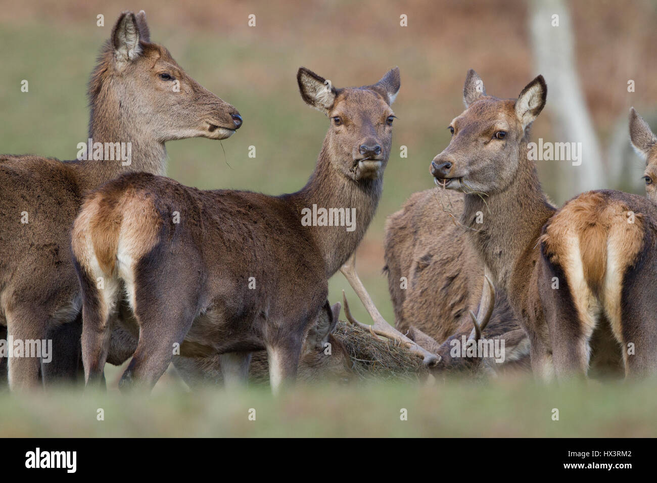 Red Deer in Powis Castle Park,National Trust property, near Welshpool