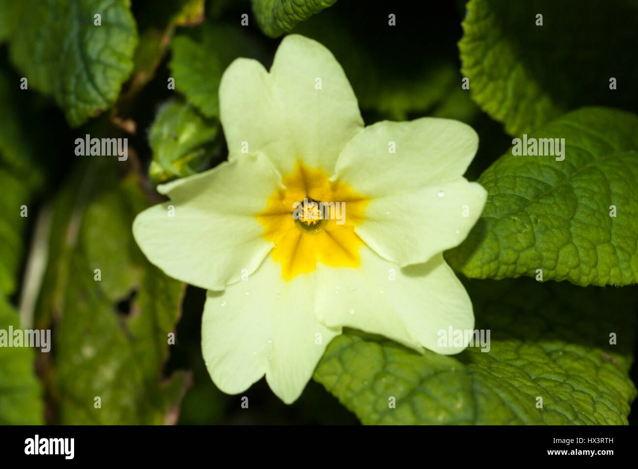 A macro shot of a yellow Primrose in early Spring Stock Photo