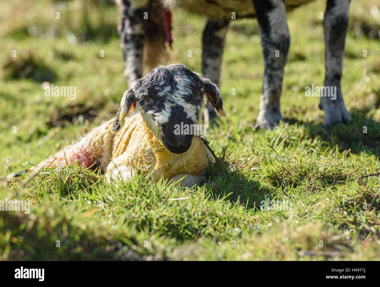 Chipping, Preston, Lancashire, UK. 24th March 2017. A lamb chose a good day to arrive at Saddle End Farm, Chipping, Preston, Lancashire. Credit: John Eveson/Alamy Live News Stock Photo