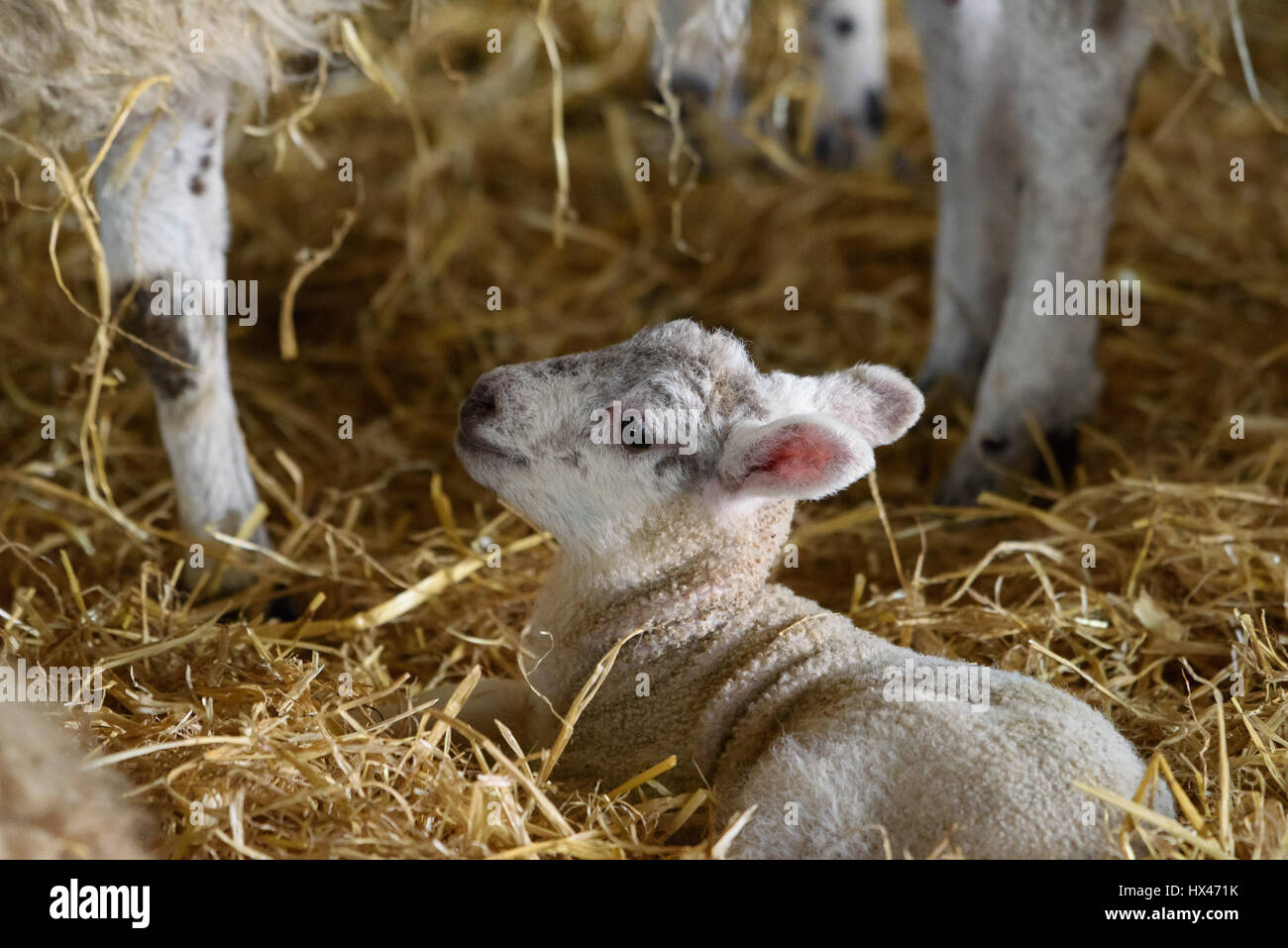 Chipping, Preston, Lancashire, UK. 24th March 2017. A lamb chose a good day to arrive at Saddle End Farm, Chipping, Preston, Lancashire. Credit: John Eveson/Alamy Live News Stock Photo