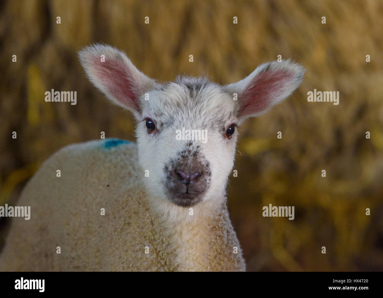 Chipping, Preston, Lancashire, UK. 24th March 2017. A lamb at the start of this year's lambing at Saddle End Farm, Chipping, Preston, Lancashire. Credit: John Eveson/Alamy Live News Stock Photo