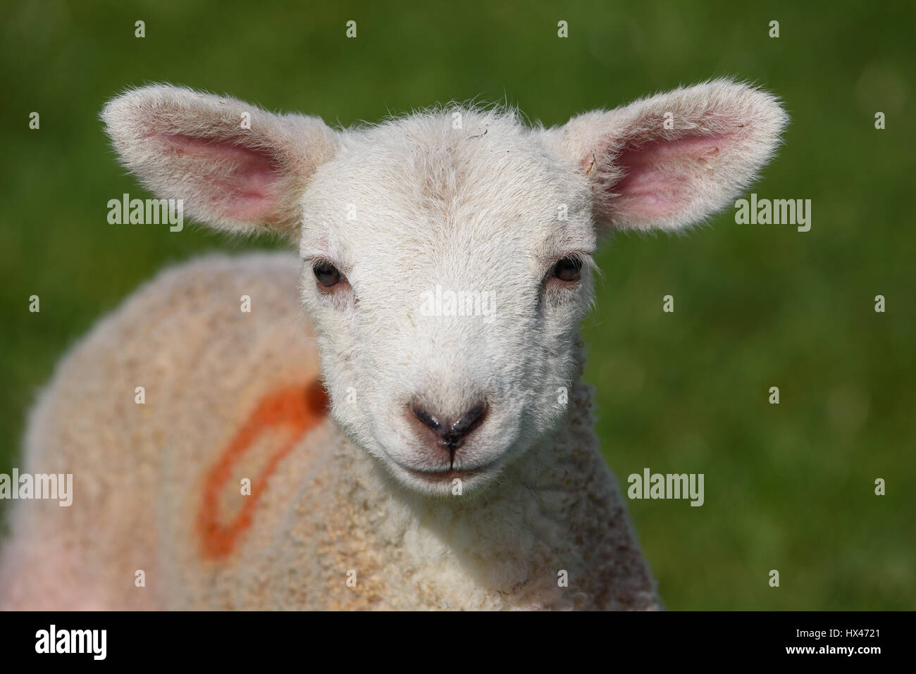 Chipping, Preston, Lancashire, UK. 24th March 2017. A lamb at the start of this year's lambing at Saddle End Farm, Chipping, Preston, Lancashire. Credit: John Eveson/Alamy Live News Stock Photo