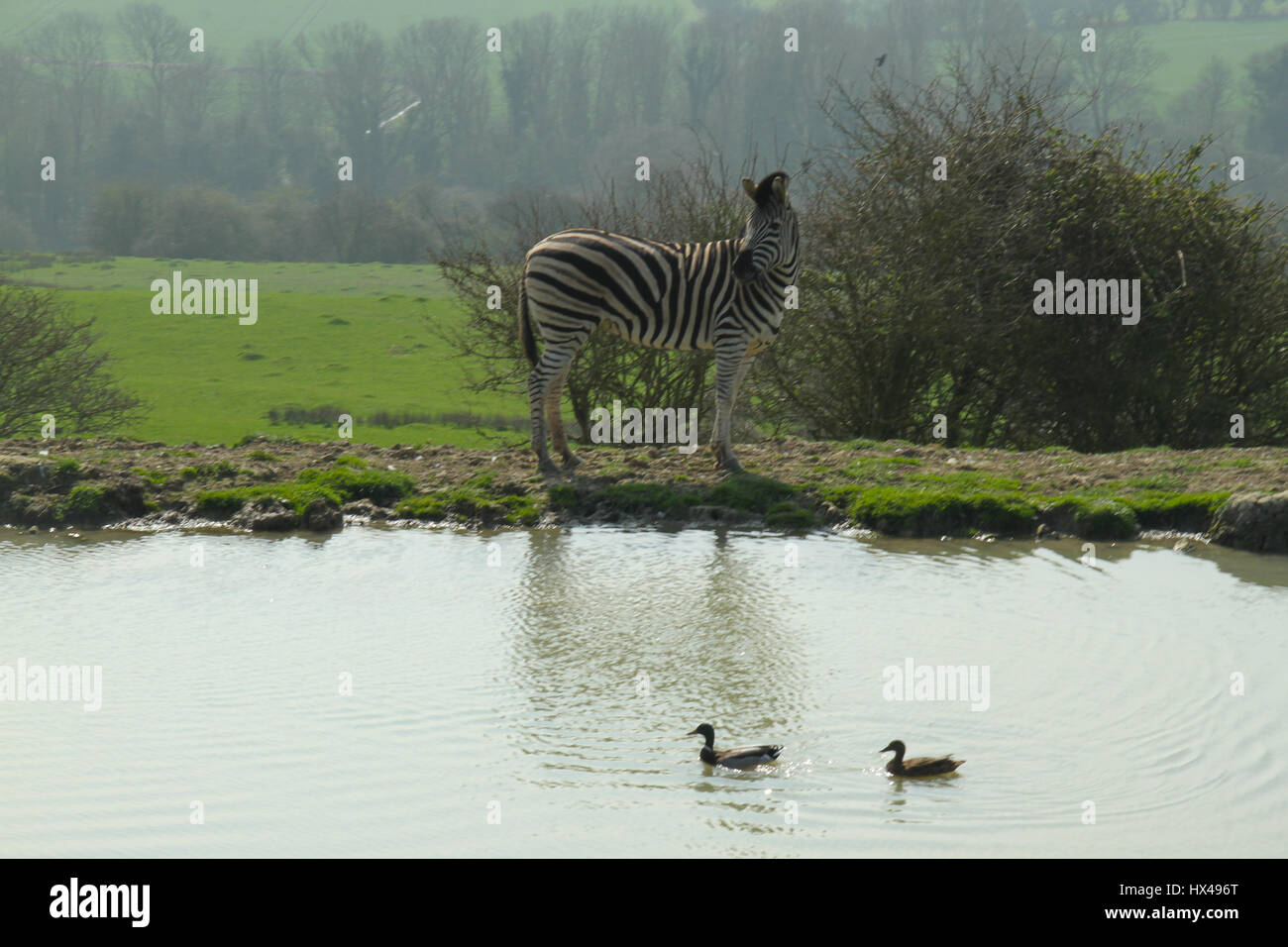 London, UK. March 24, 2017 A Burchell's zebra seen by a pond in Port
