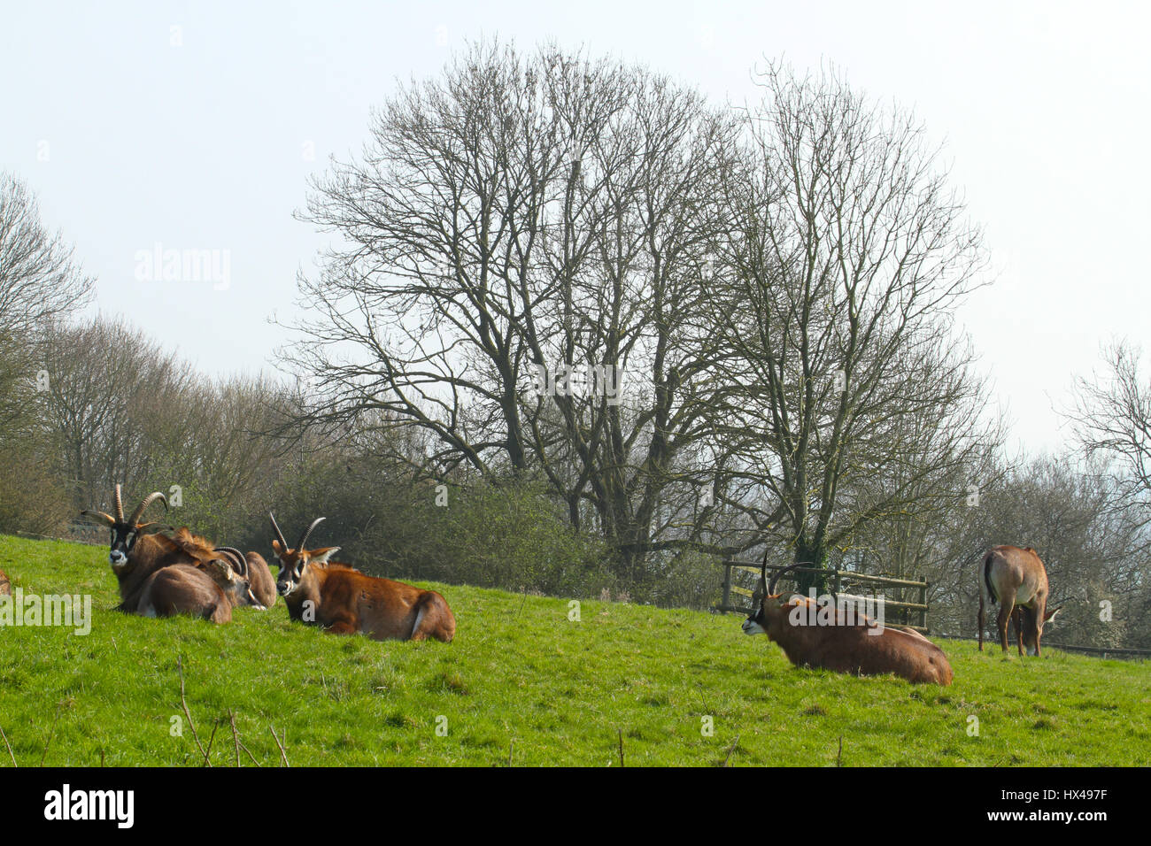London, UK. March 24, 2017: A herd of roan antelopes in an enclosure at  Port Lympne Zoo on March 24, 2017. Port Lympne Reserve near the town of Hythe in Kent, England is set in 600 acres and incorporates the historic mansion and landscaped gardens. © David Mbiyu/Alamy Live News Stock Photo