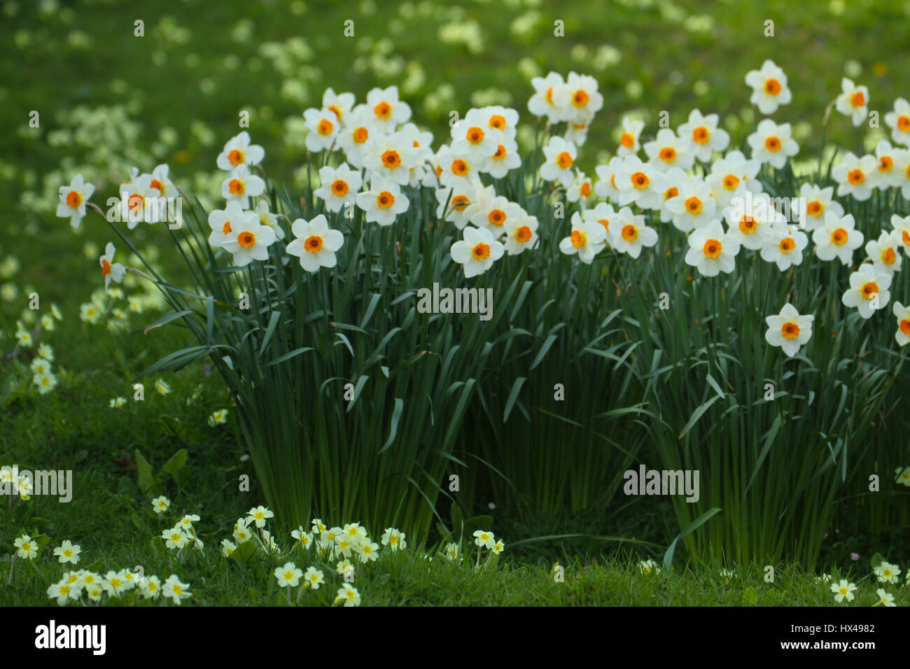 London, UK. March 24, 2017: Spring daffodil flowers in bloom at a walk way in  Port Lympne Zoo on March 24, 2017. Port Lympne Reserve near the town of Hythe in Kent, England is set in 600 acres and incorporates the historic mansion and landscaped gardens. © David Mbiyu/Alamy Live News Stock Photo