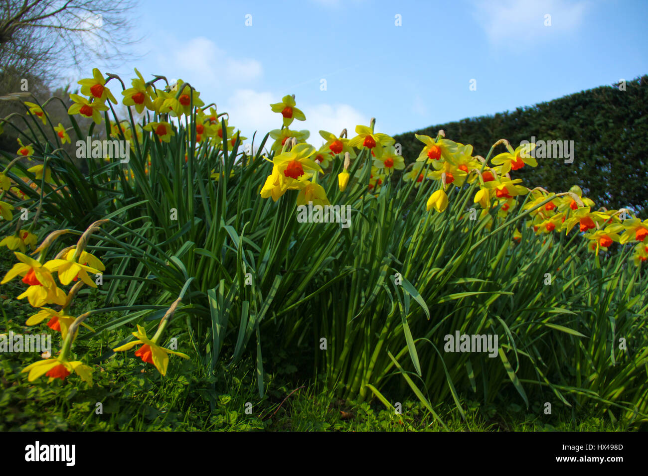 London, UK. March 24, 2017: Spring daffodil flowers in bloom at a walk way in  Port Lympne Zoo on March 24, 2017. Port Lympne Reserve near the town of Hythe in Kent, England is set in 600 acres and incorporates the historic mansion and landscaped gardens. © David Mbiyu/Alamy Live News Stock Photo