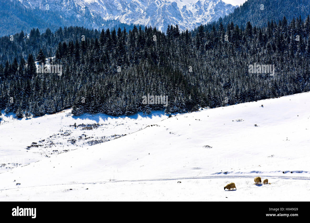 Zhangye. 24th Mar, 2017. Photo taken on March 24, 2017 shows the snow scenery of Qilian Mountain in Zhangye City, northwest China's Gansu Province. Credit: Wang Jiang/Xinhua/Alamy Live News Stock Photo