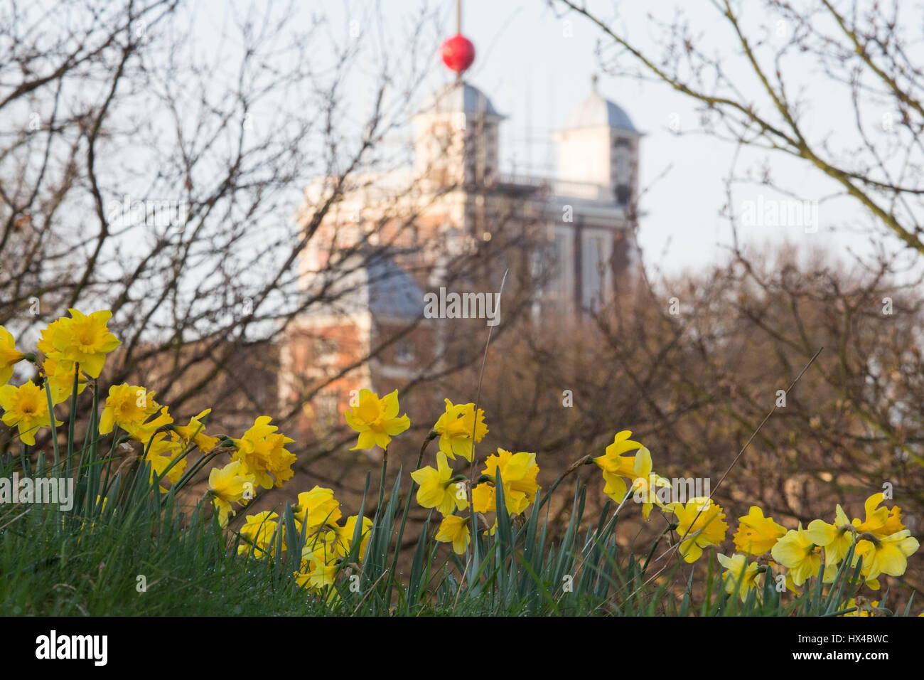 Greenwich, London, United Kingdom. 25th March, 2017. Daffodils in front of the old Royal Observatory through which the Prime Meridian is marked. Sunny spring weather in Greenwich Park on the last day of Greenwich Mean Time before clocks go forward to British Summer Time this evening. Rob Powell/Alamy Live News Stock Photo