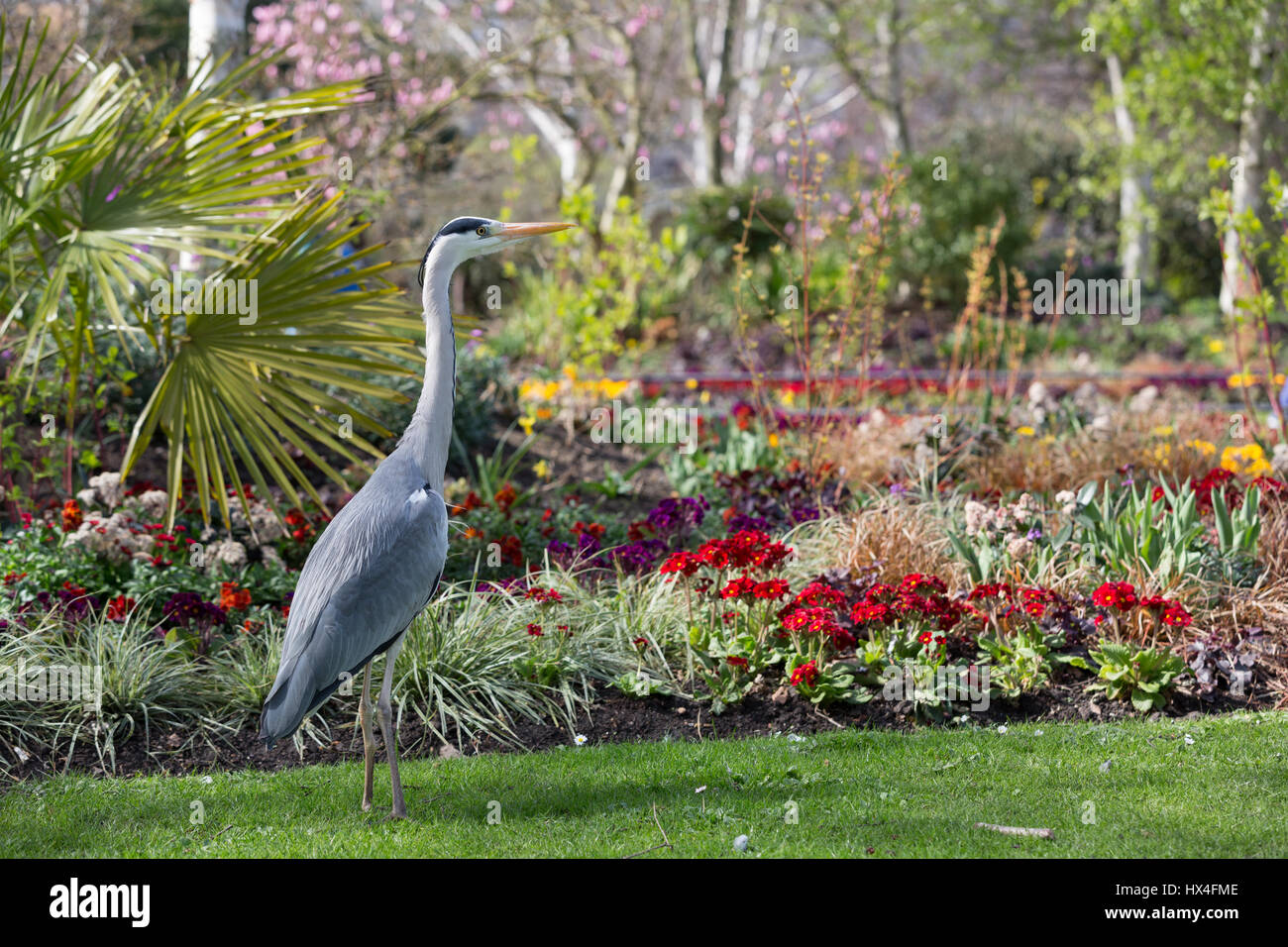 An Egret enjoys a walkabout in the sunshine The Regents Park London,England, UK. Stock Photo