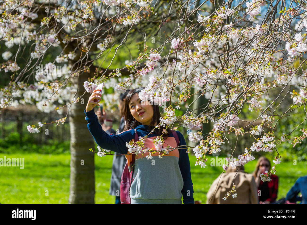 The Regents Park, London, was bathed in warm spring sunshine over the last weekend, bringing out Londoners and tourists taking selfies amongst the cherry blossom trees with their smartphones, England, UK Stock Photo