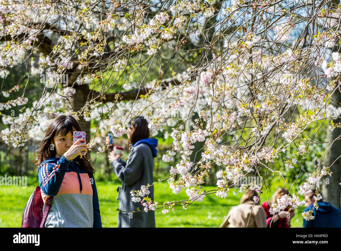 A beautiful sunny Saturday afternoon found Londoners and tourists alike taking selfies amongst the cherry blossom trees and enjoying the warm sunshine inThe Regents Park, London, UK Stock Photo