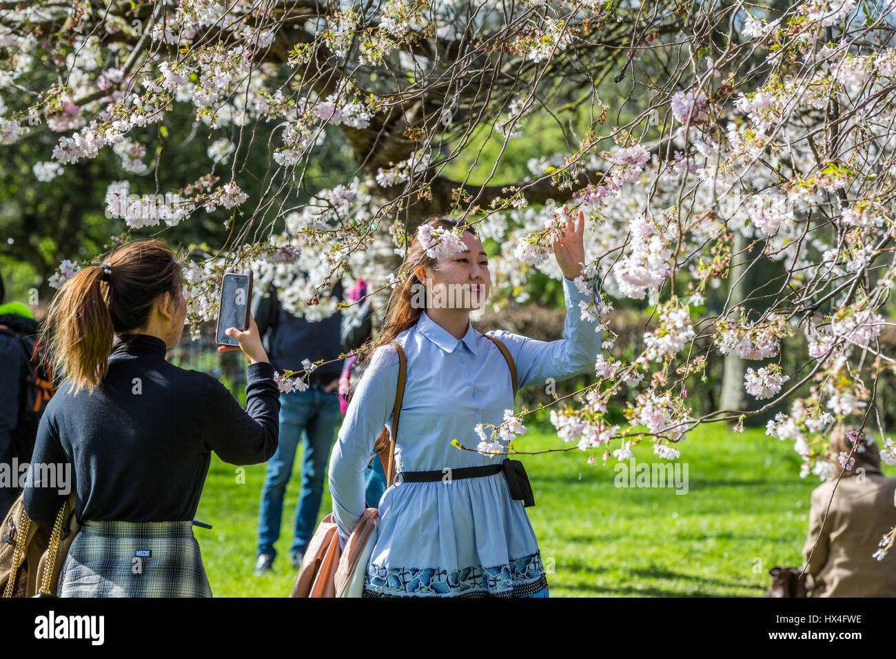 A beautiful sunny Saturday afternoon found Londoners and tourists alike taking selfies amongst the cherry blossom trees and enjoying the warm sunshine in The Regents Park, London, UK Stock Photo