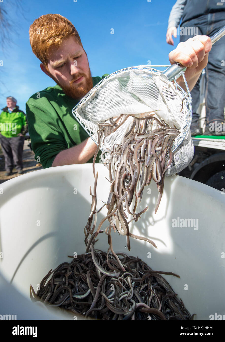 Aerial View Bucket Fish Net and Glass Eels Stock Photo - Image of  cooperation, atlantic: 224115470