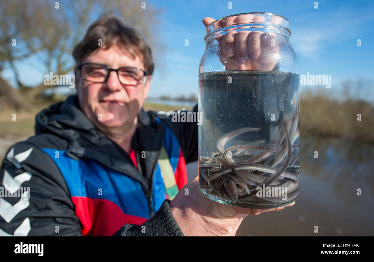 Bleckede, Germany. 24th Mar, 2017. Volkmar Hinz of the Lower Saxony Chamber of Agriculture holds up a jar containing young eels before they are being released into the Elbe river near Bleckede, Germany, 24 March 2017. The release of hundreds of thousands of young eels into the Elbe river is aimed at boosting the vulnerable local eel population. Photo: Philipp Schulze/dpa/Alamy Live News Stock Photo