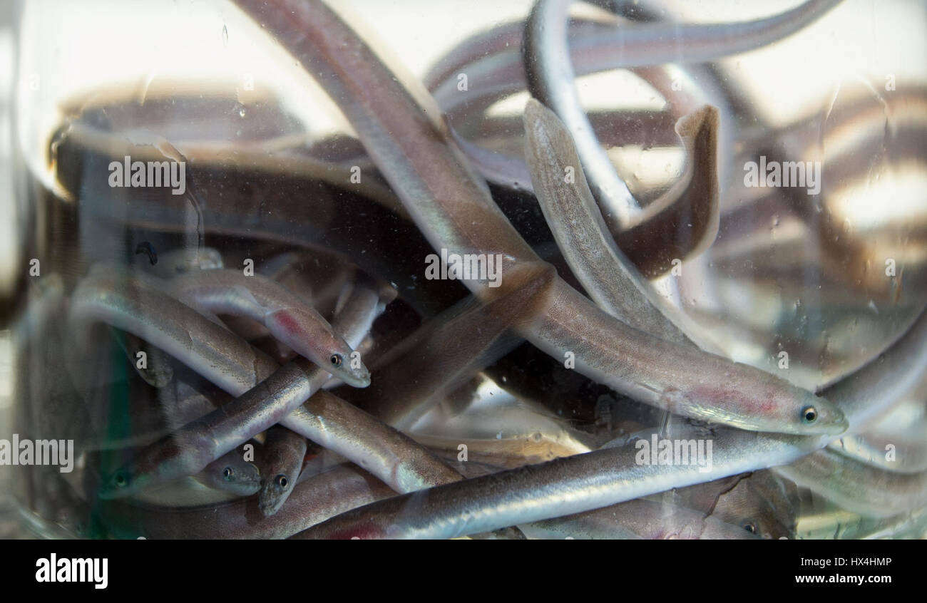 Bleckede, Germany. 24th Mar, 2017. Young eels swim in a jar shortly before being released into the Elbe river near Bleckede, Germany, 24 March 2017. The release of hundreds of thousands of young eels into the Elbe river is aimed at boosting the vulnerable local eel population. Photo: Philipp Schulze/dpa/Alamy Live News Stock Photo