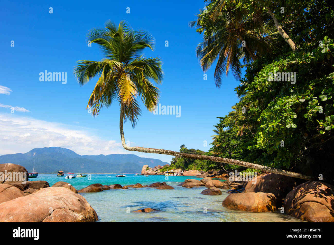 Curious Palm Tree On Aventureiro Beach Ilha Grande Rj Brazil Stock Photo Alamy