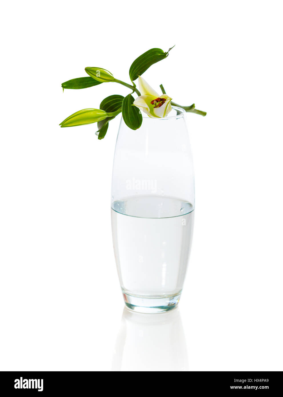 Bouquet of white lilies in glass vase isolated on white background ...